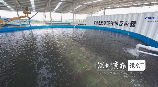 双循环养殖新模式,水循环养鱼高产技术