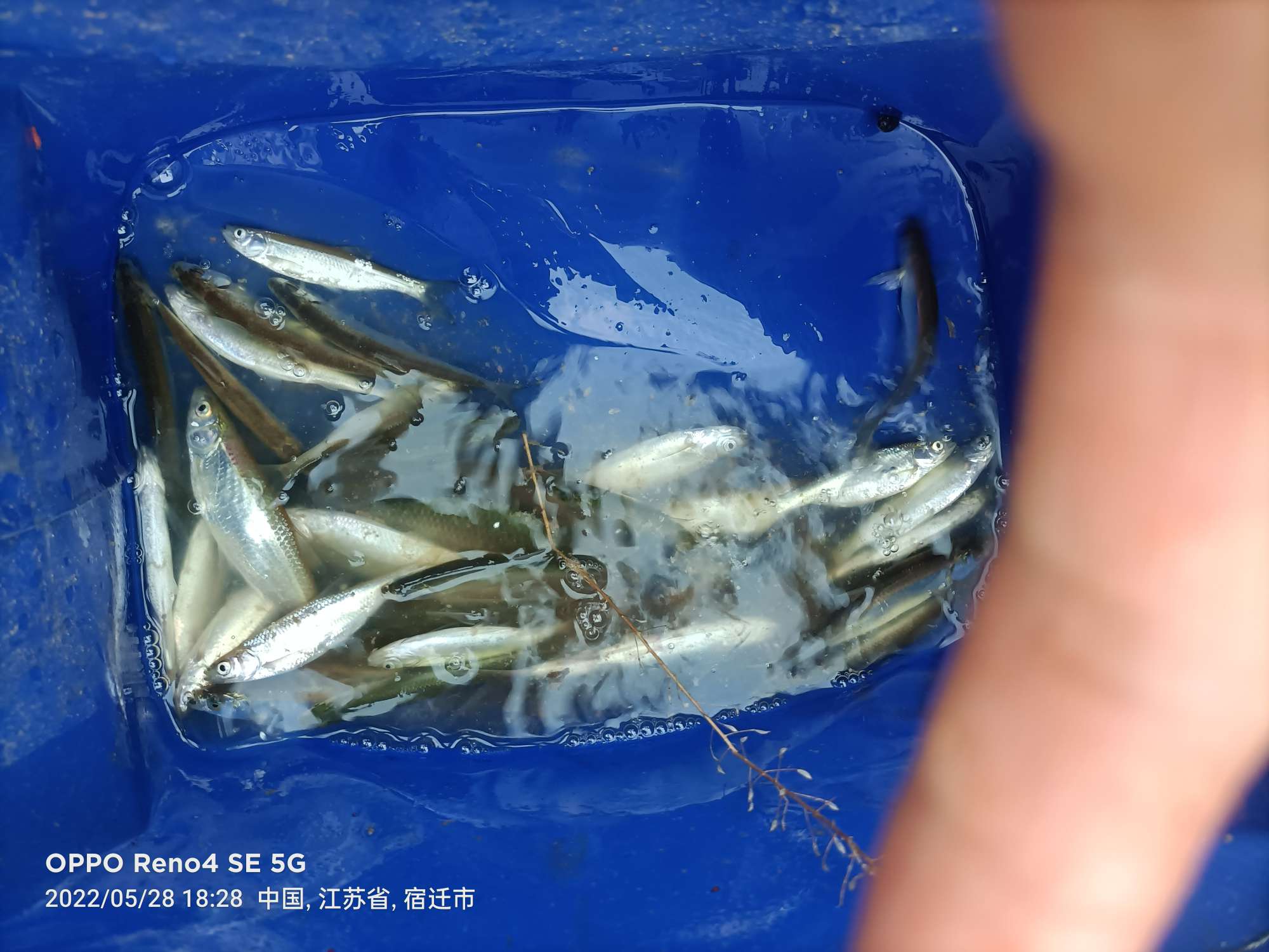 「5月鱼获」来者不拒，成功与餐条结缘