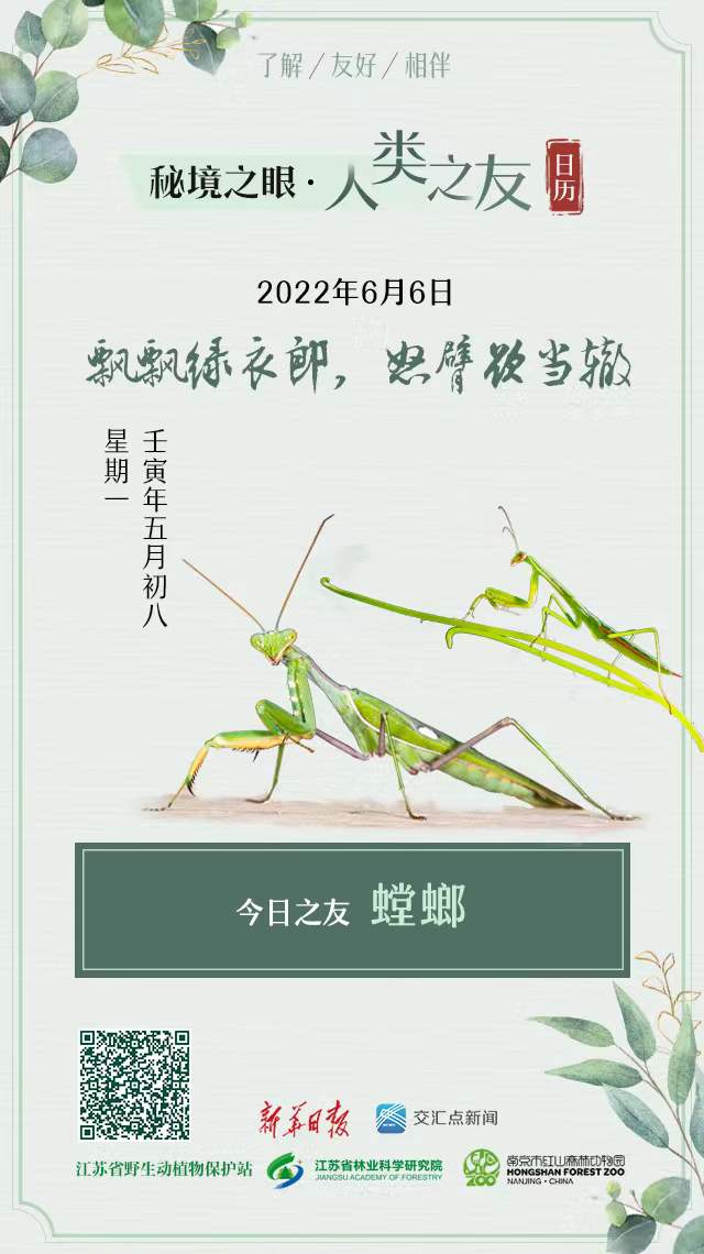 秘境之眼·人类之友日历|芒种看今日，螳螂应节生