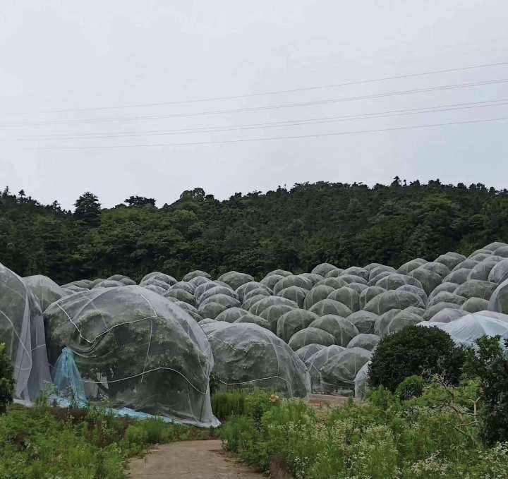 夏天空中乱飞的小虫子要怎么处理,天气潮湿生出黄色的小虫怎么处理