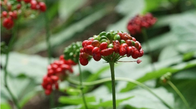 长白山长白人参,长白县长白山