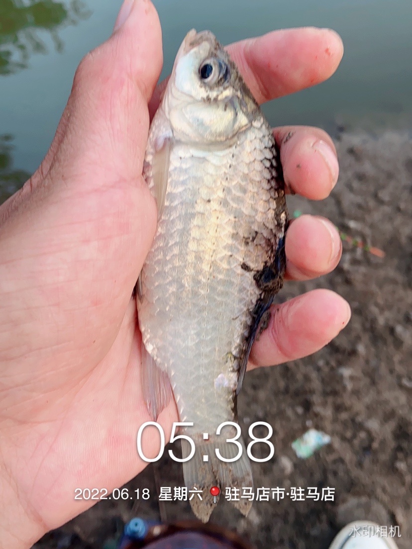 「618」清晨感受雨露清凉，迟来的鲫妹成为收杆鱼