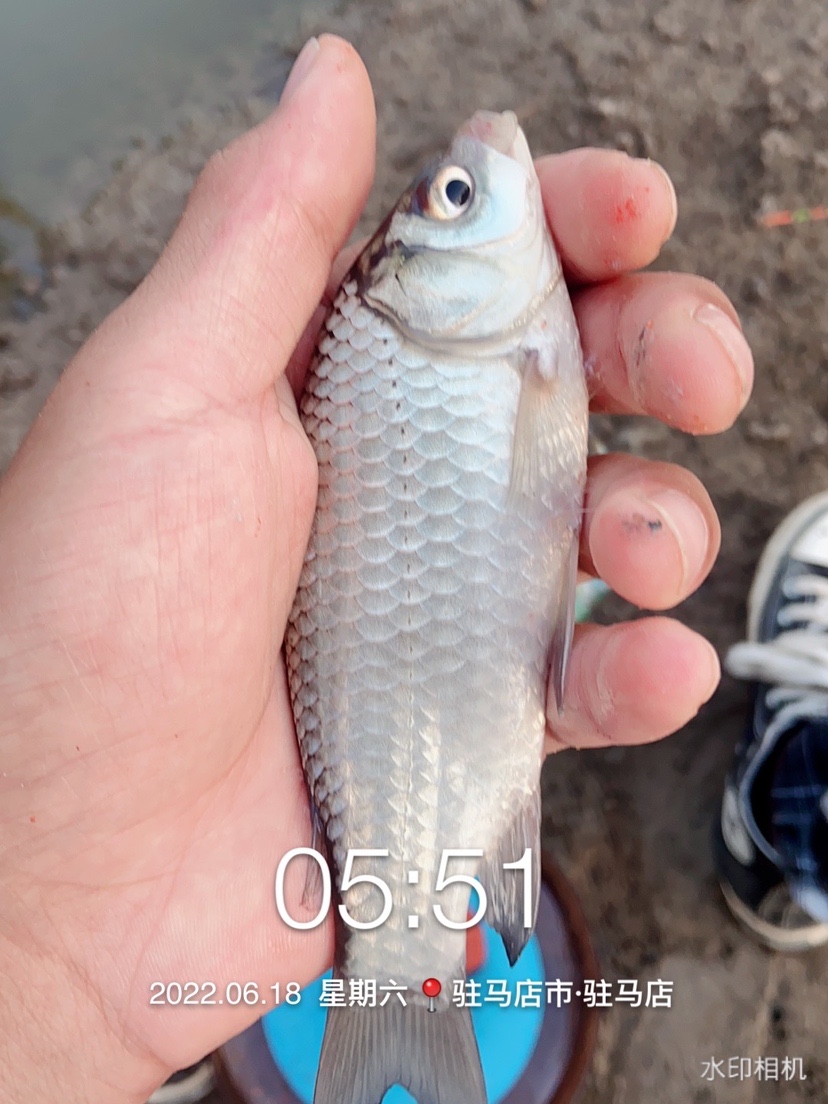 「618」清晨感受雨露清凉，迟来的鲫妹成为收杆鱼