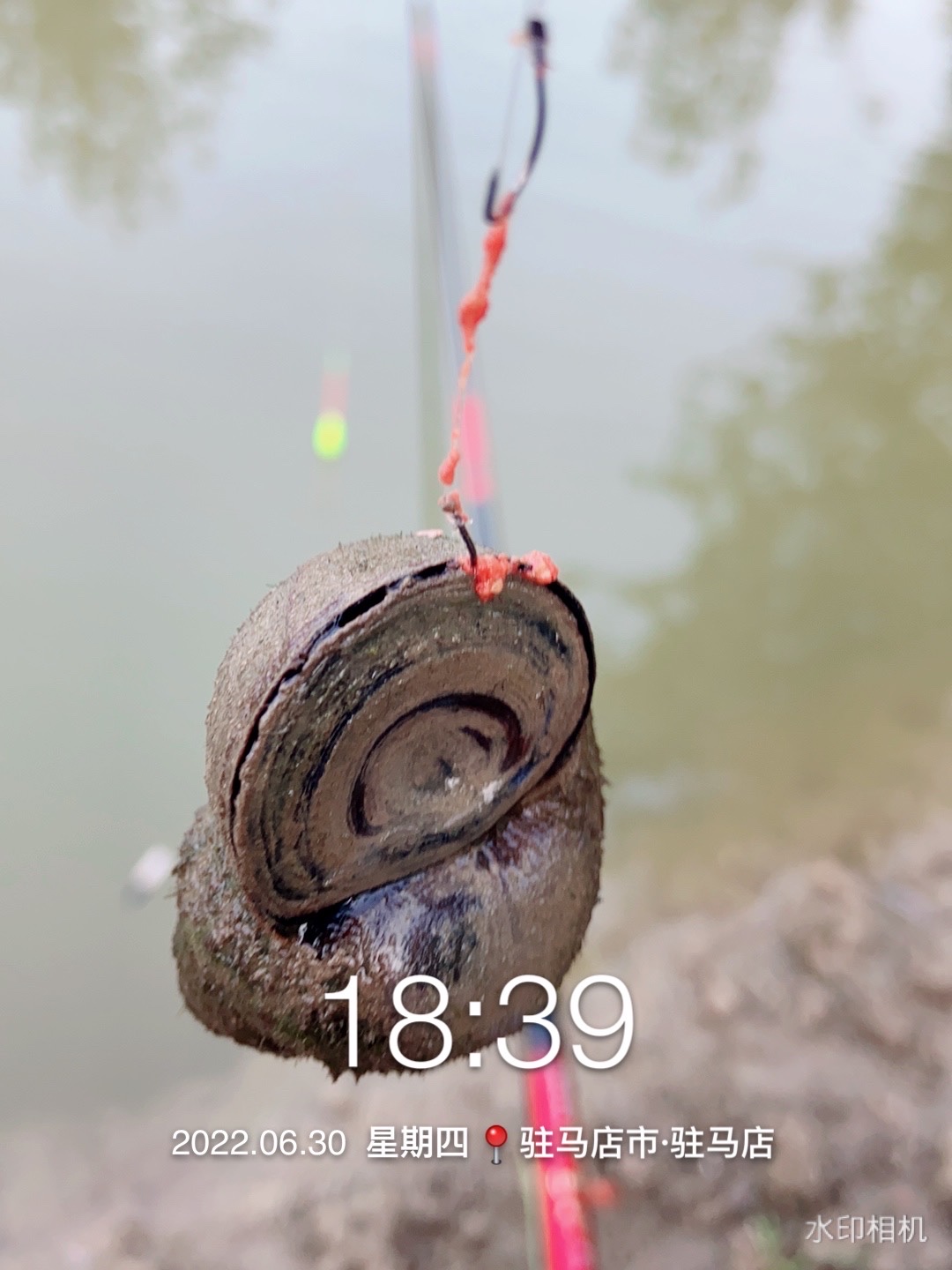 奶鲫连竿田螺闹,喜获板鲫把盆爆