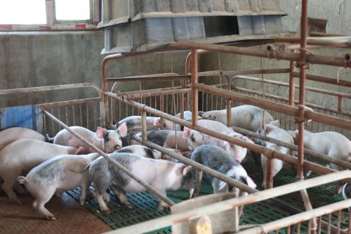 清河：生态猪养殖“拱开”致富门