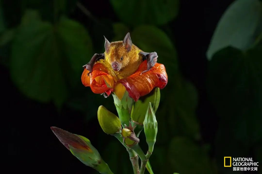 电影诞生以来最伟大的30部作品,最伟大的作品详解