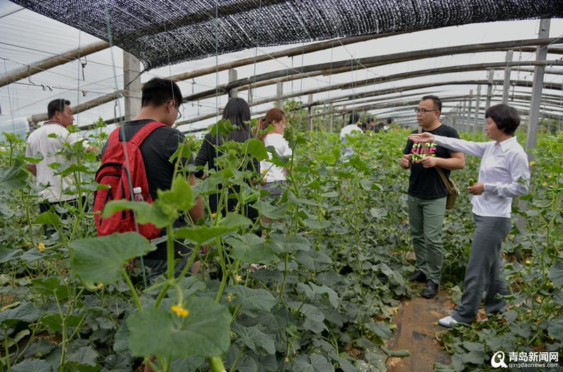 姜大姐农产品,青岛姜大姐农产品