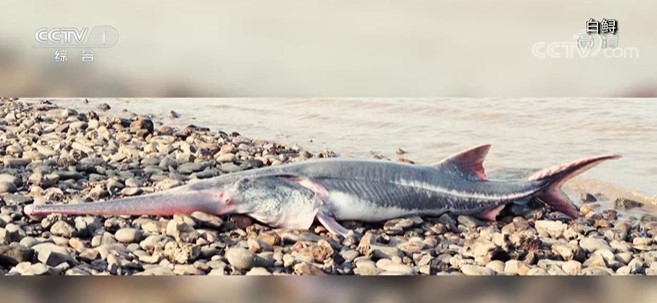 中华鲟怎样保护长江的,中华鲟的保护措施