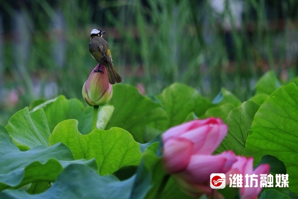 莲叶无穷碧映日荷花别样红美景,莲叶无穷碧映日荷花别样红的风景