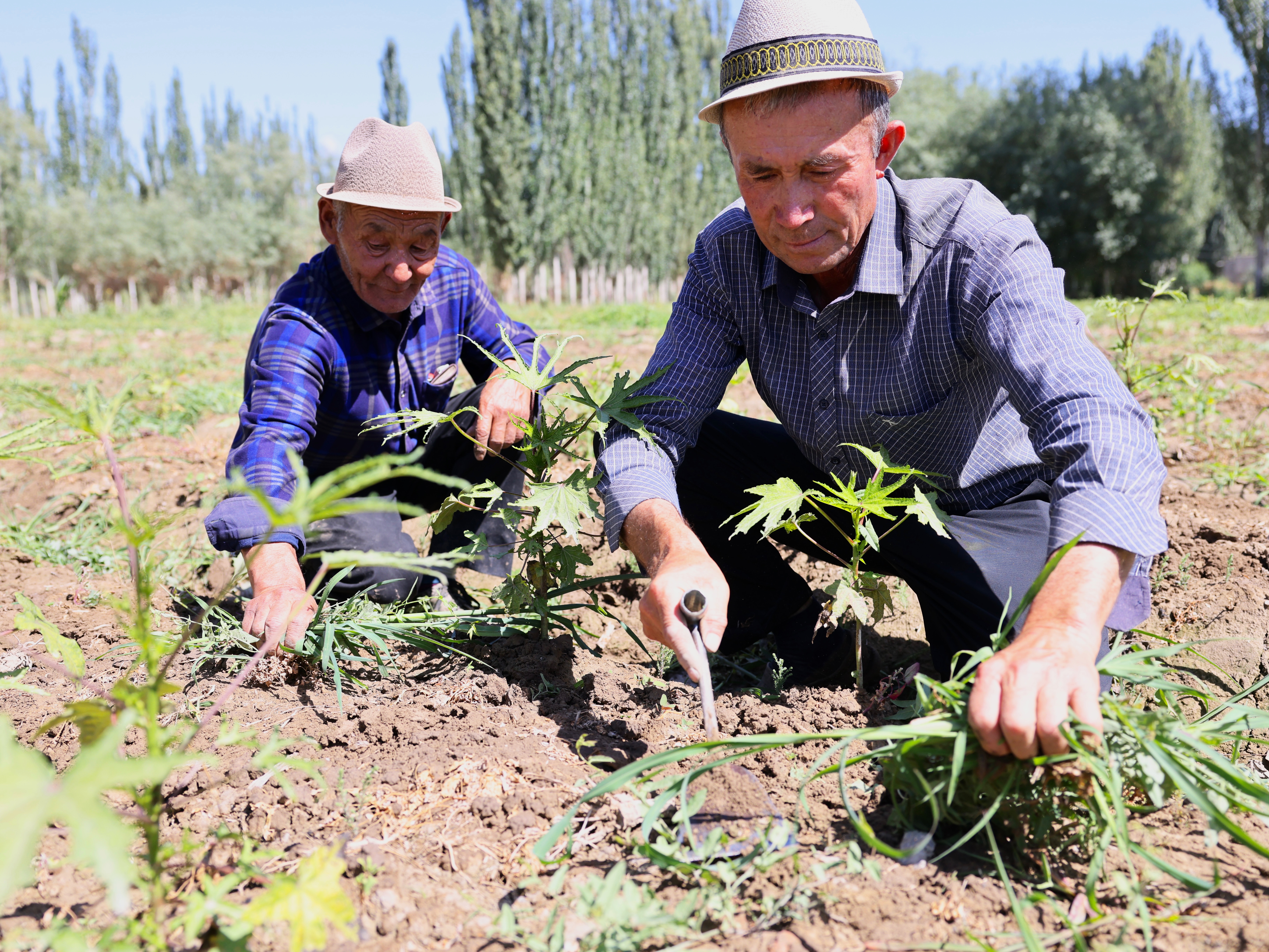 乡村变美了,乡村更美丽农民更幸福
