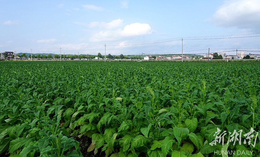 乡村振兴特色产业品牌集群,关于乡村产业振兴美丽的画卷