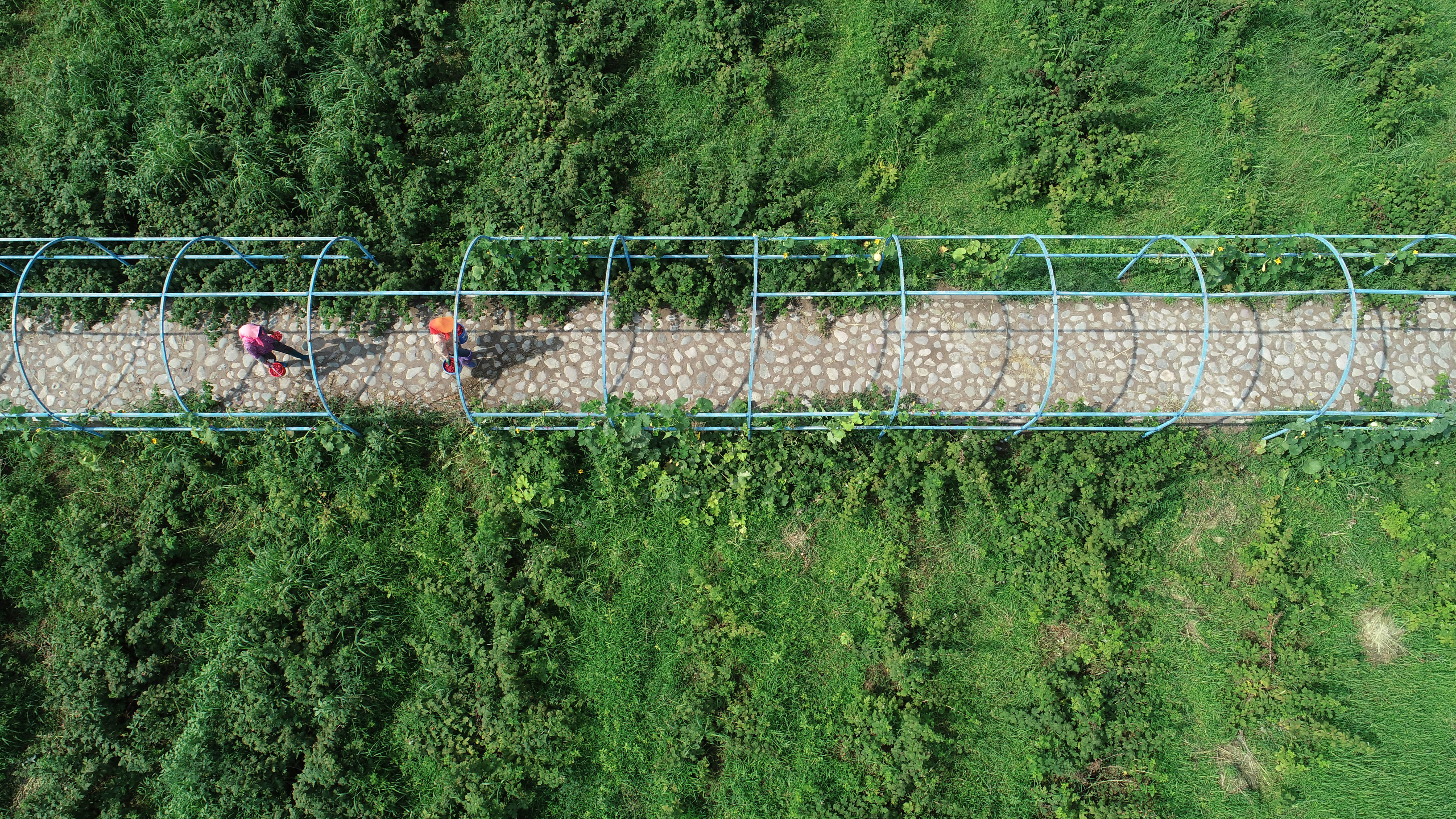 贺兰山下红树莓,树莓喜获丰收