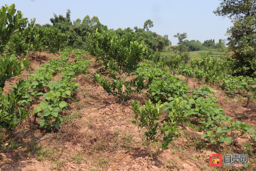 富顺产业规划,四川省富顺县李桥