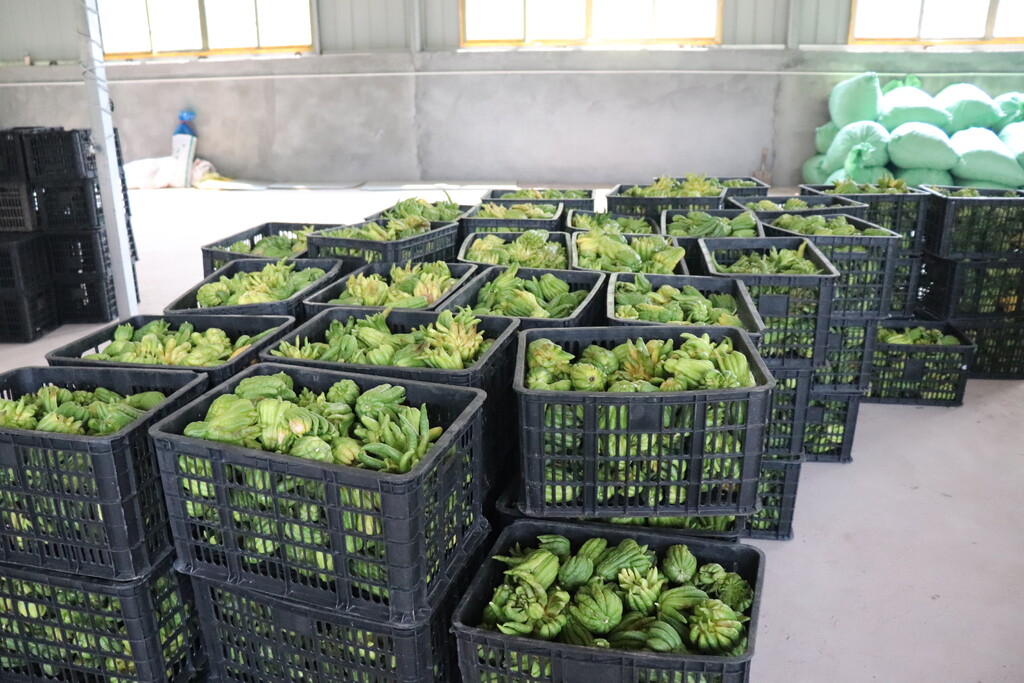 富顺产业规划,四川省富顺县李桥