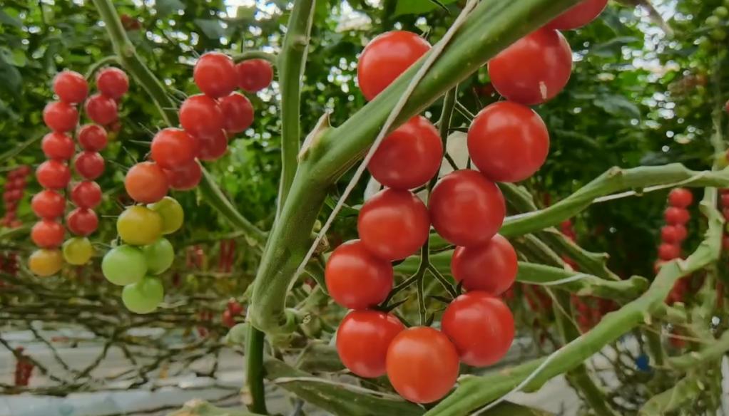 大理弥渡数字农业公园抖音团购,大理弥渡数字农业公园优惠