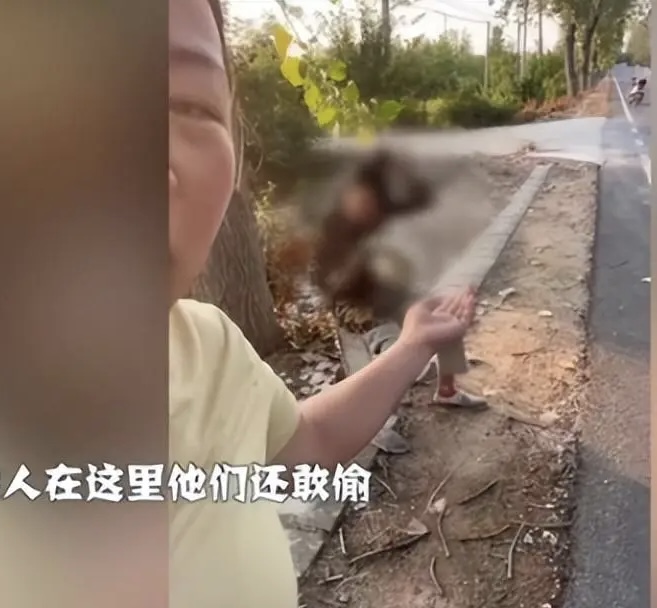 老人组团偷瓜年龄不是免罚理由,老人组团偷瓜当事人