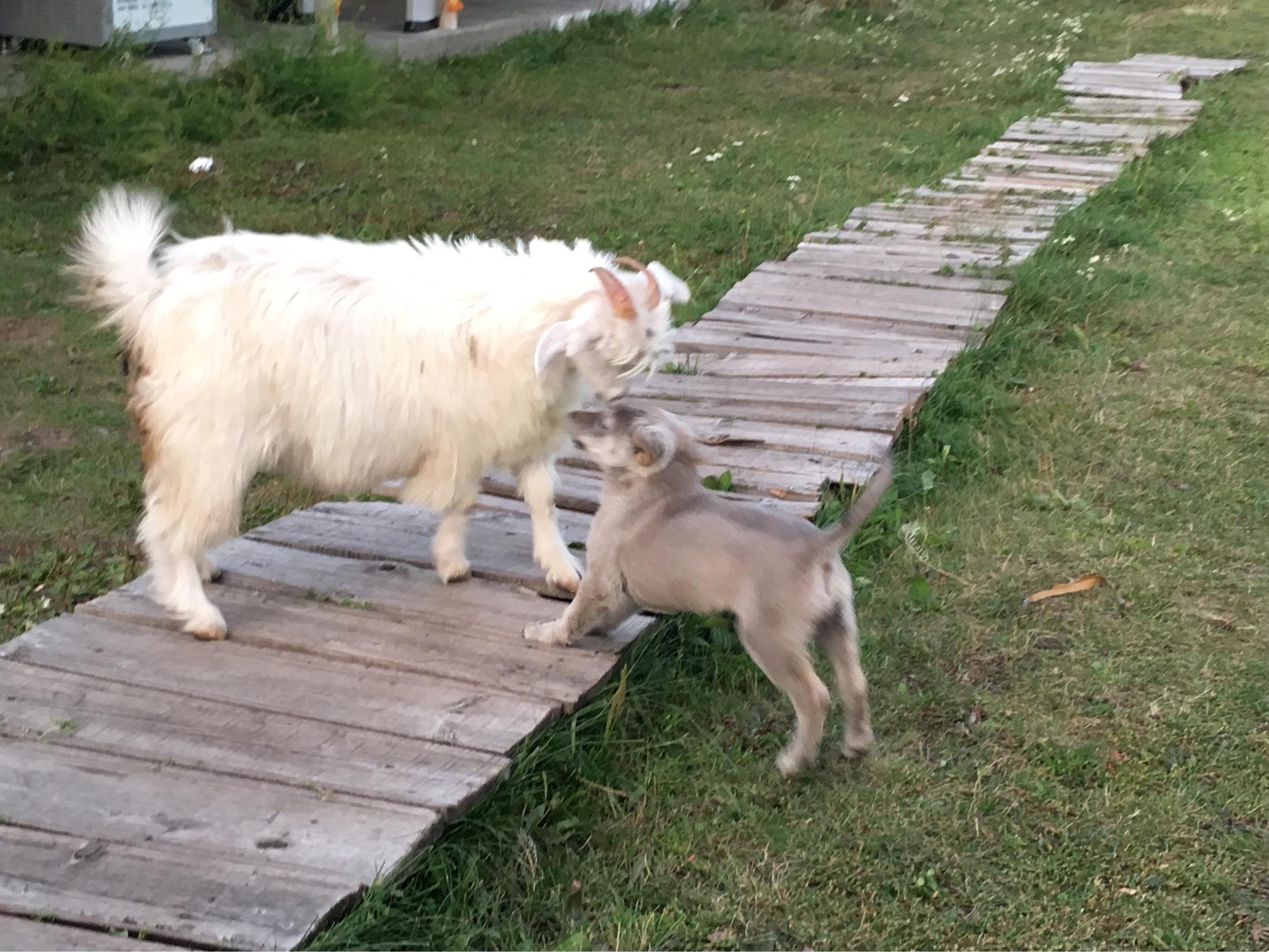 羊吃狗吗,羊喂小狗