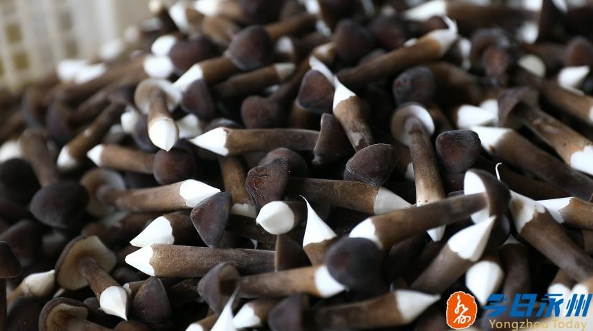 黑皮鸡枞菌产业扶贫基地,永州市江华县鸡枞菌