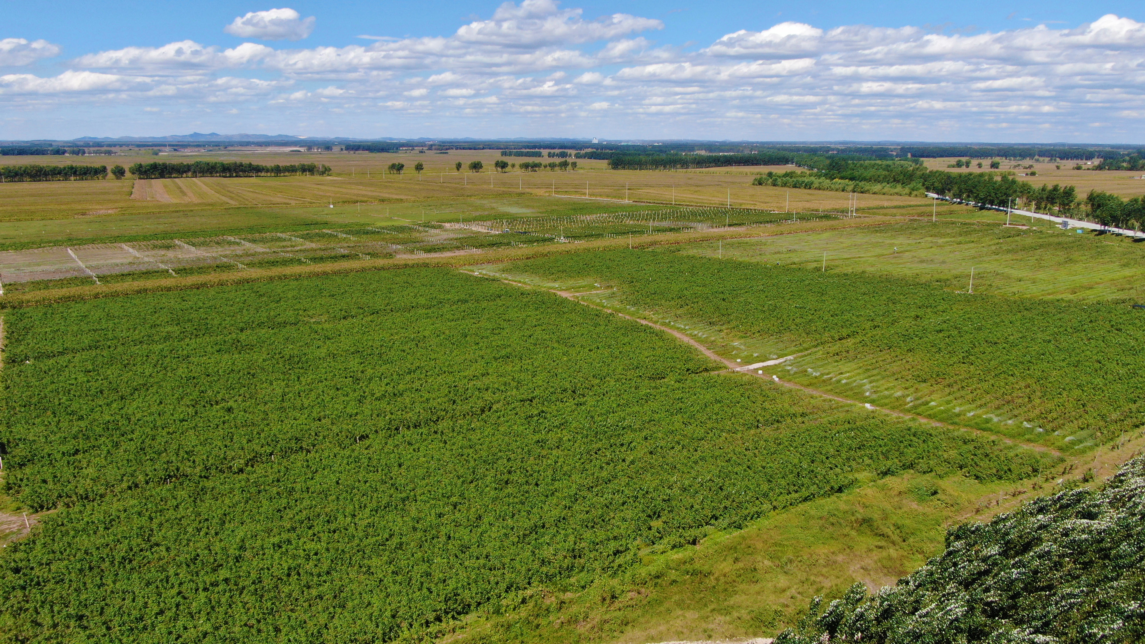 丰收树莓,树莓丰收视频