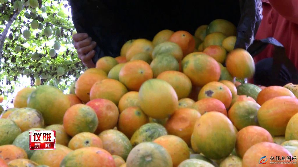 吊瓜种植亩产利润是多少,小吊瓜种植业前景