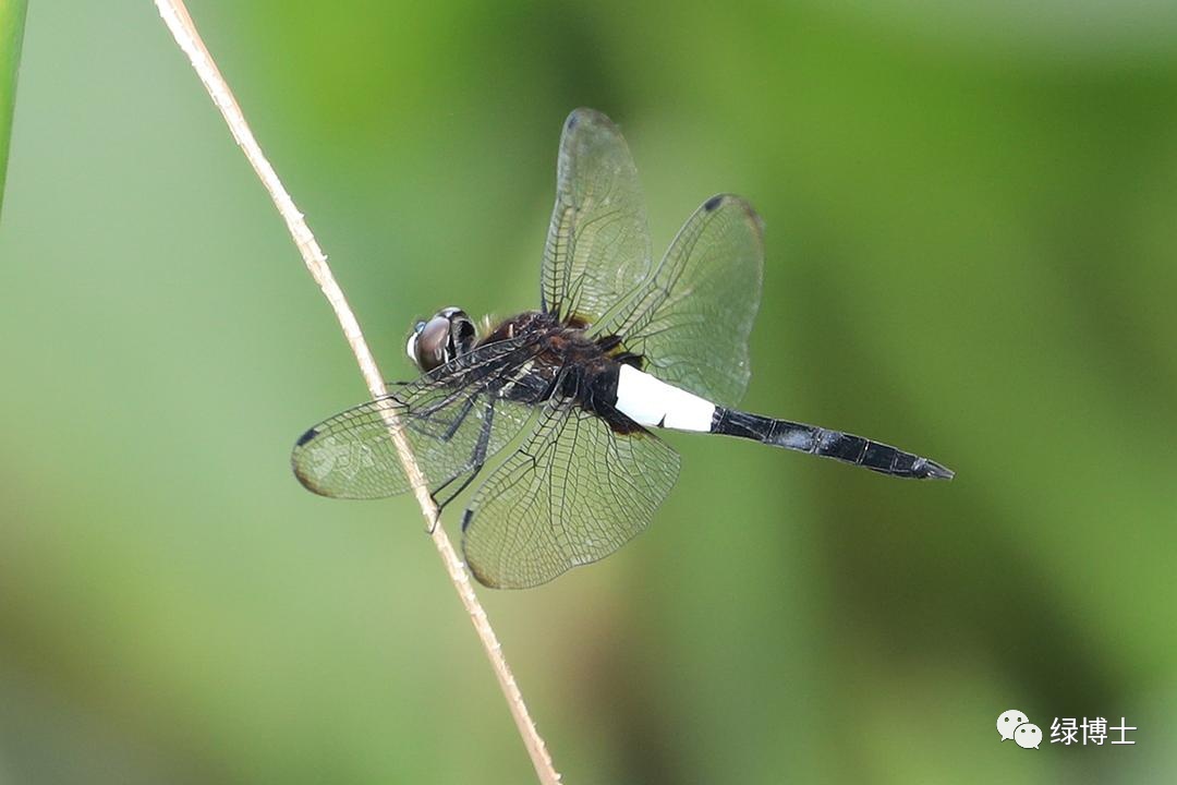 集结出列~来看上海常见的昆虫“战斗机”群