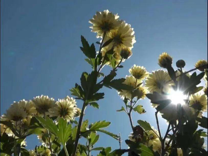 抚顺小雏菊花海,抚顺小雏菊