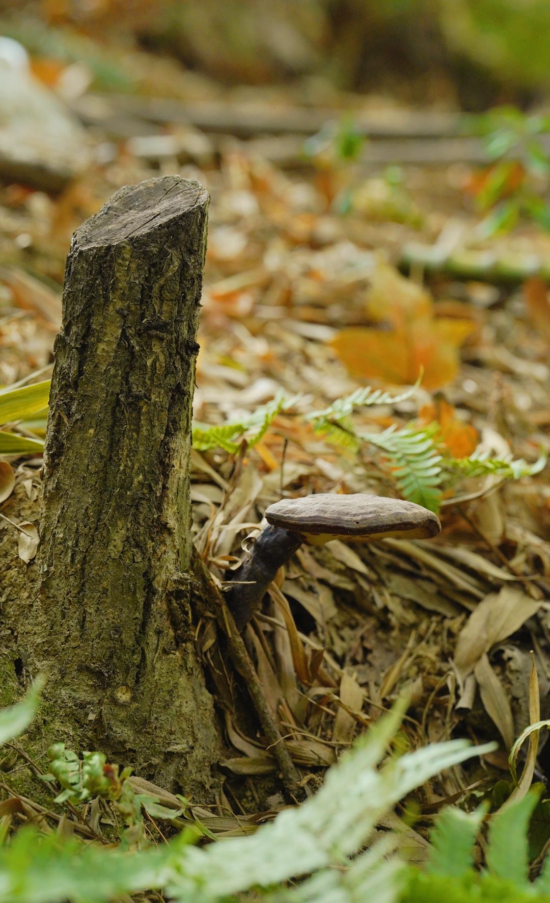 寻秋鄂城｜奋进泽林，勇毅前行