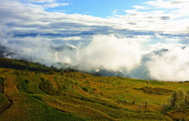 哈尼梯田稻鱼鸭种养迎丰收,梯田稻花鱼丰收