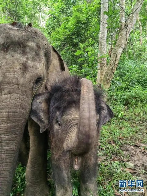 云南的西双版纳是什么样子,云南西双版纳是什么样的地方