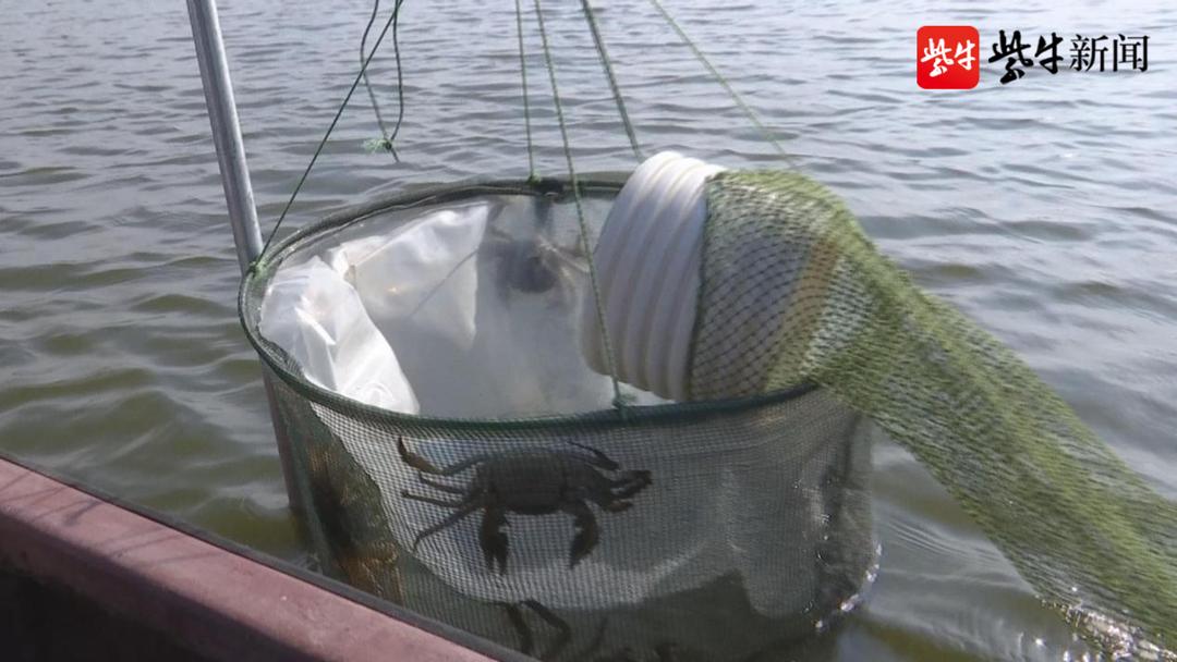 辛巴辛有志谈助农,辛巴辛有志助农视频