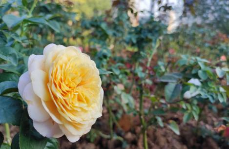 沙湖户外遛娃攻略一日游,沙湖带娃怎么玩便宜又好玩