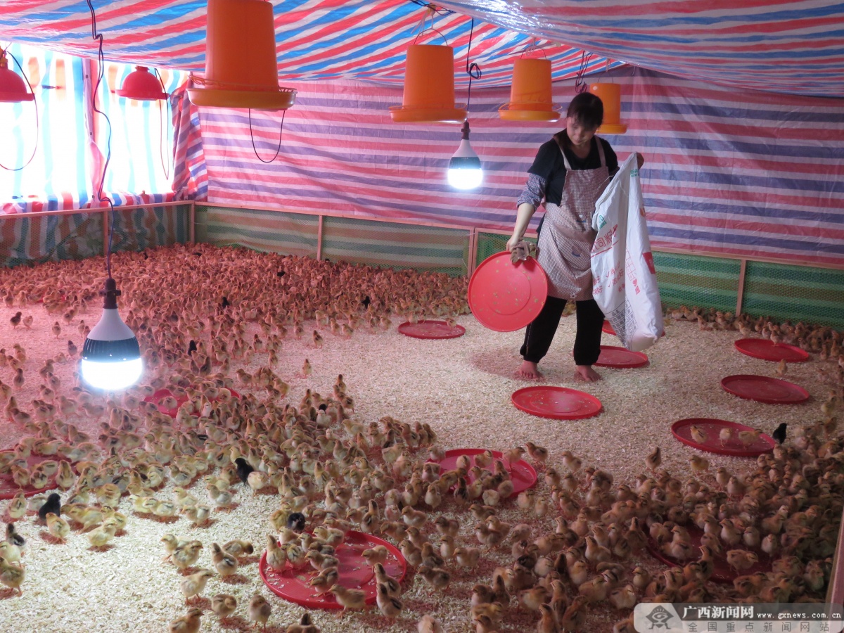 大化肉牛产业扶贫,大化养殖扶贫项目