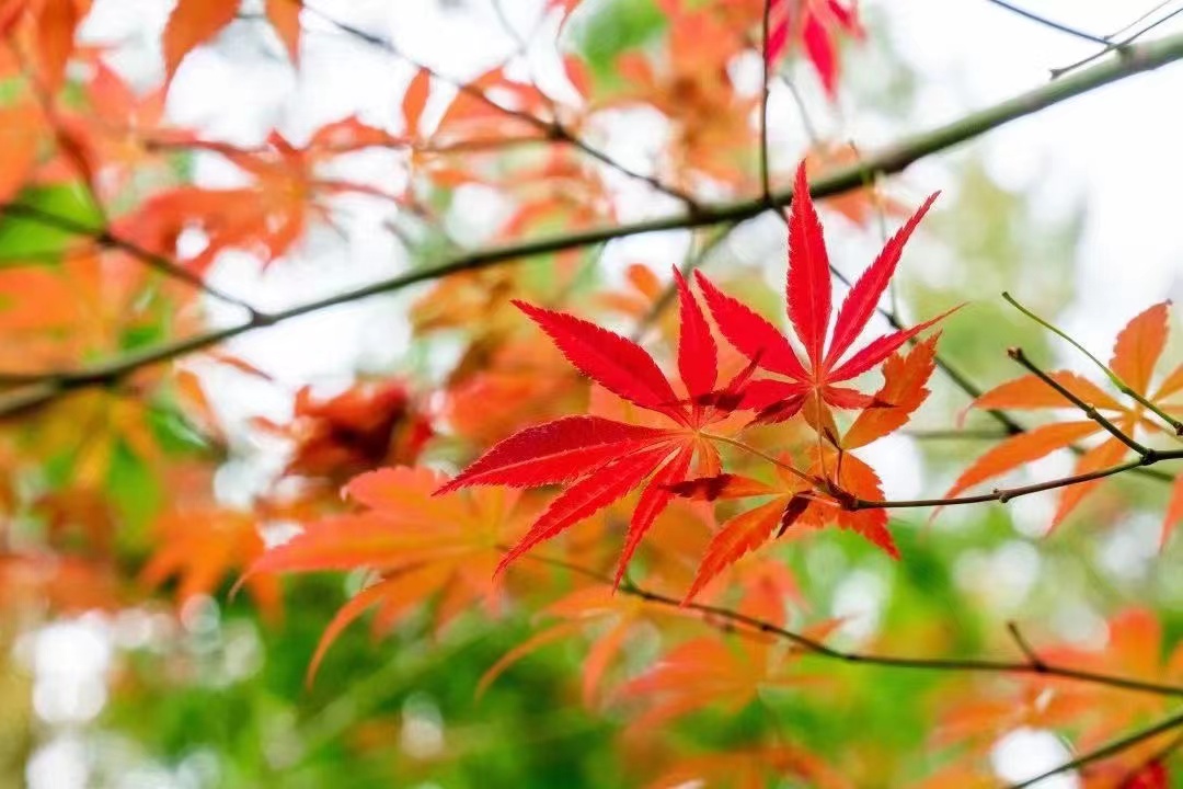 上海赏枫最佳去处,上海本地赏枫最佳地方