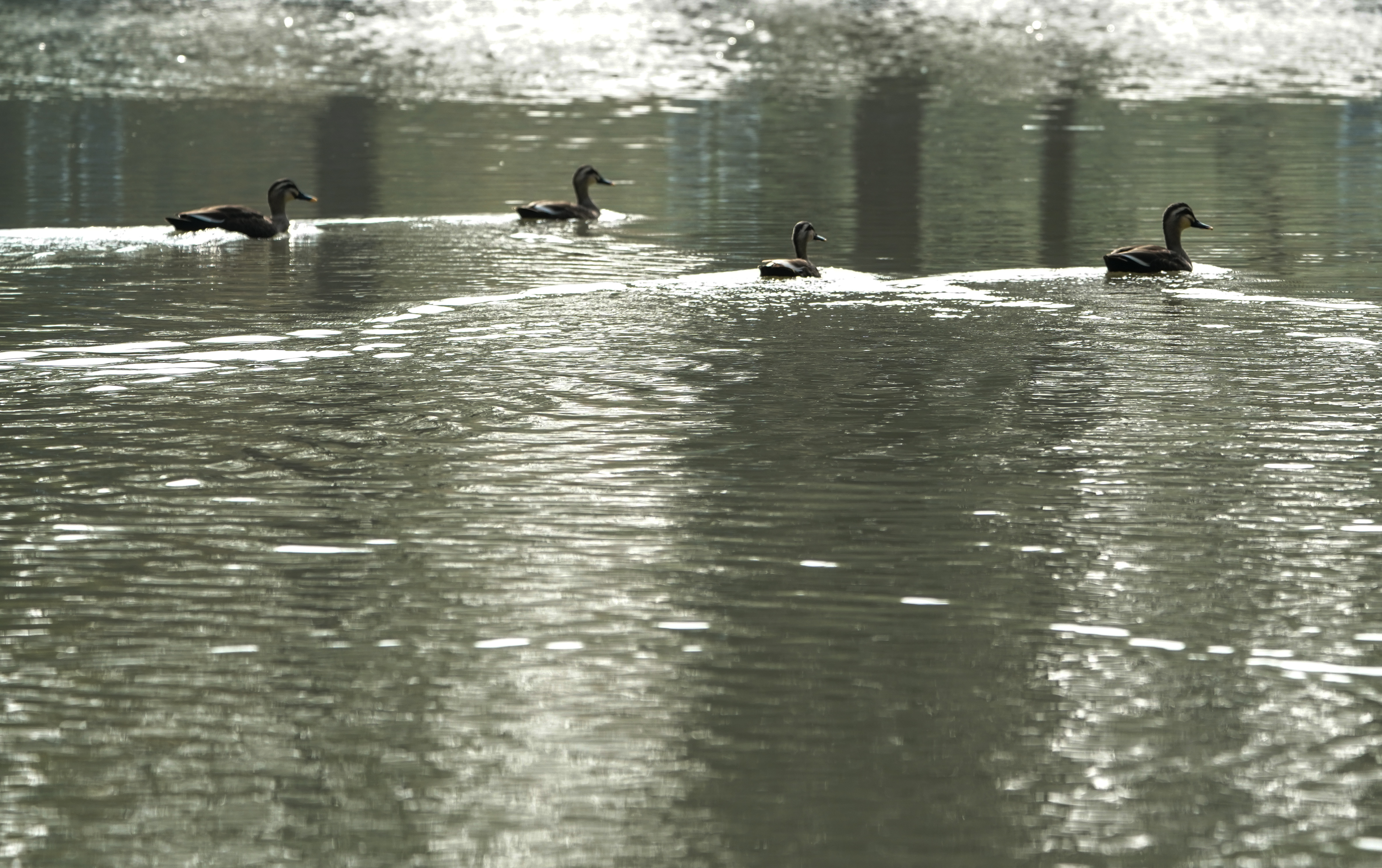 国际湿地城市常熟,常熟被评为国际湿地城市