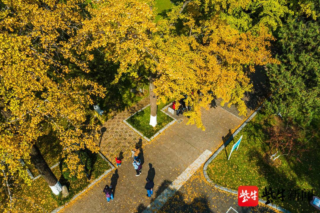 南京观银杏最近最美去处,南京赏银杏好去处