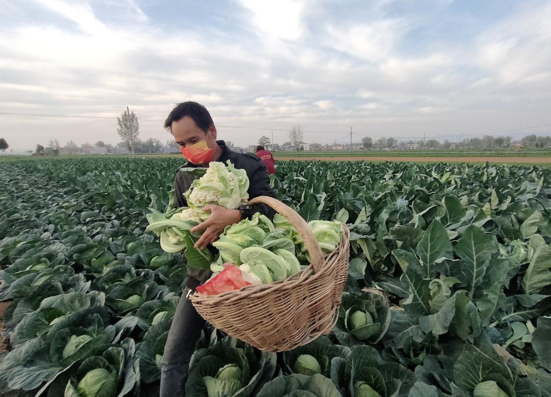 生鲜农产品流通难点及解决,生鲜商品供应过多滞销怎么办