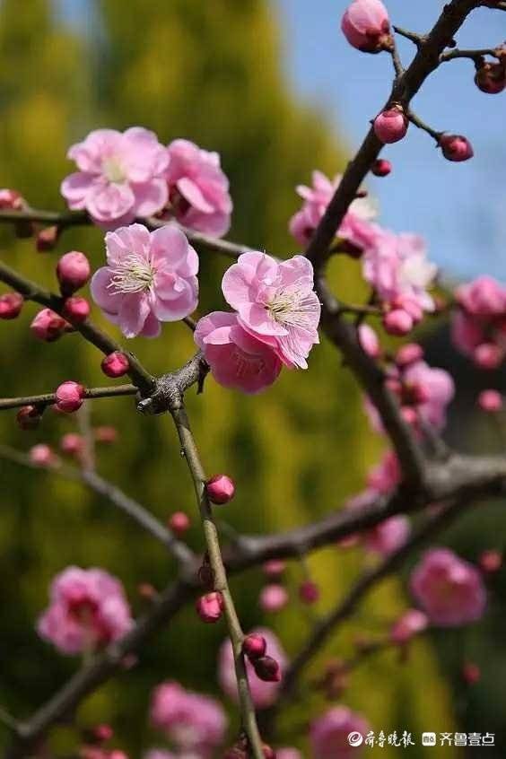 梅花香自苦寒来原唱,梅花香自苦寒来古诗全文