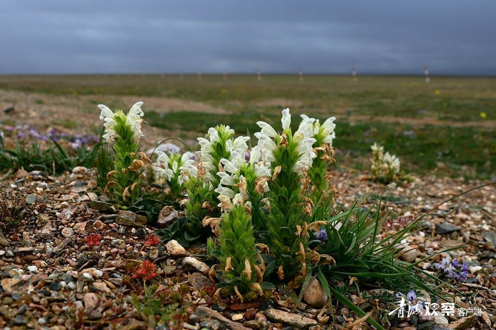 高原上的各种花真是太美了 (高原上的各种美丽花)