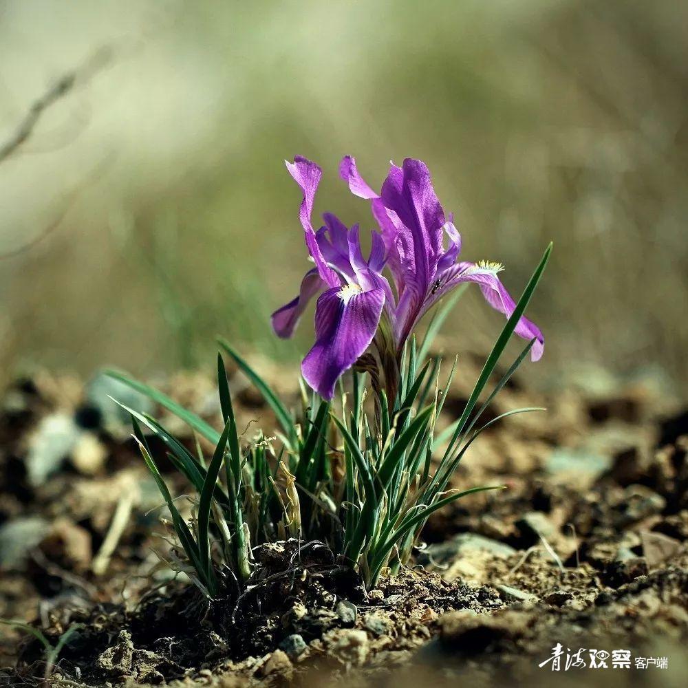 高原上的各种花真是太美了 (高原上的各种美丽花)