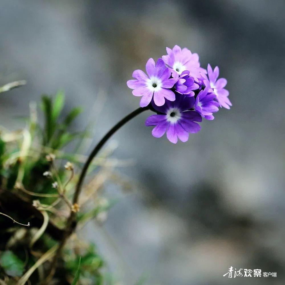 高原上的各种花真是太美了 (高原上的各种美丽花)