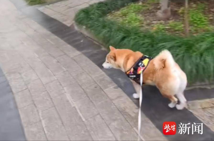 95后姑娘当遛狗师意外走红,95后姑娘替人遛狗月创收超千元