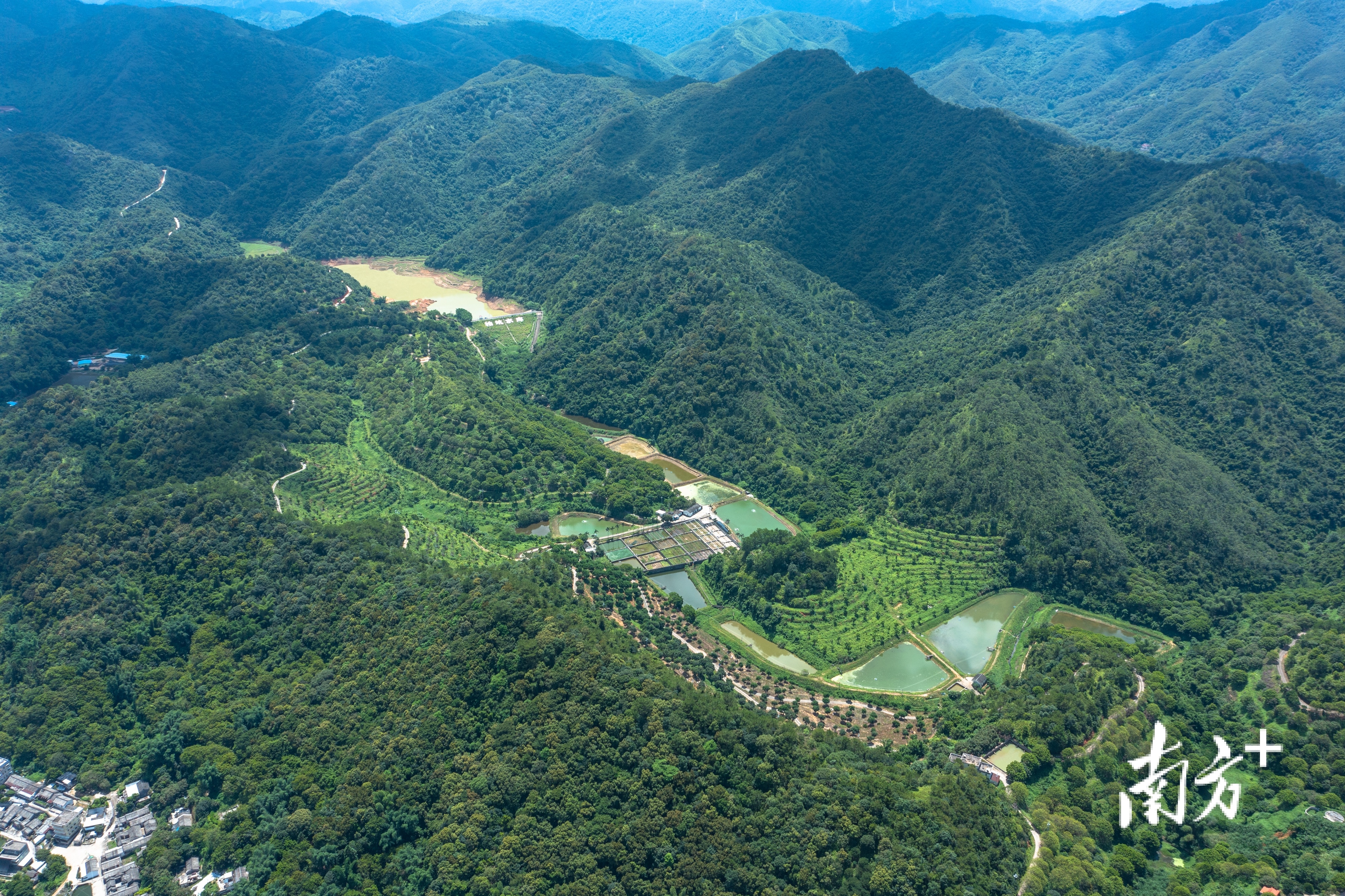 普通橄榄与三捻橄榄的区别,市面上好吃的橄榄有几个品种
