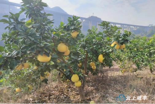 产业兴农村旺,产业兴旺助振兴