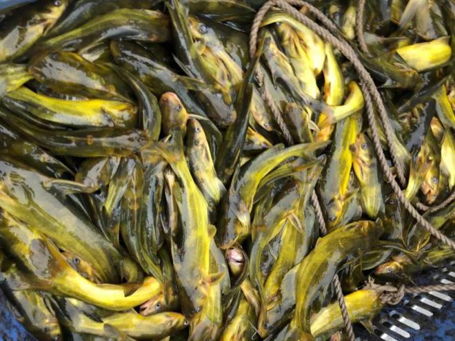 好消息！多个水产品迎来春天？对虾大涨2元/斤，鳜鱼、黄颡鱼、罗非鱼……