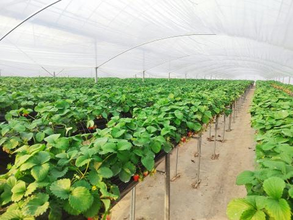 上海青浦草莓采摘基地,金山草莓和青浦草莓