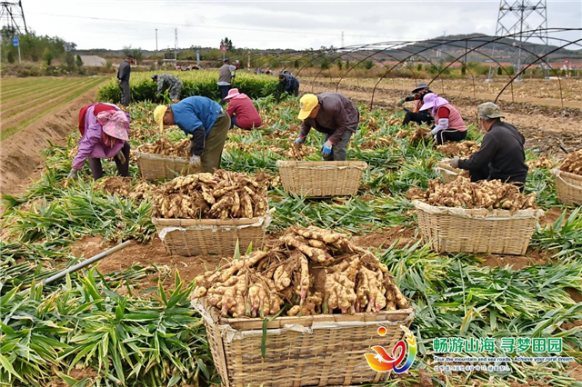 威海“姜”山如此多娇，引无数英雄竞折腰