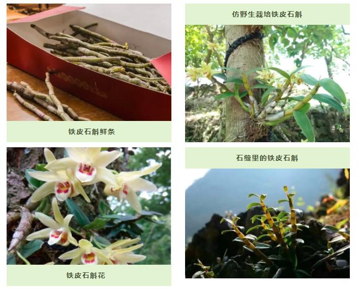 今天聊聊黔西南州的康养产品和美食（十三）