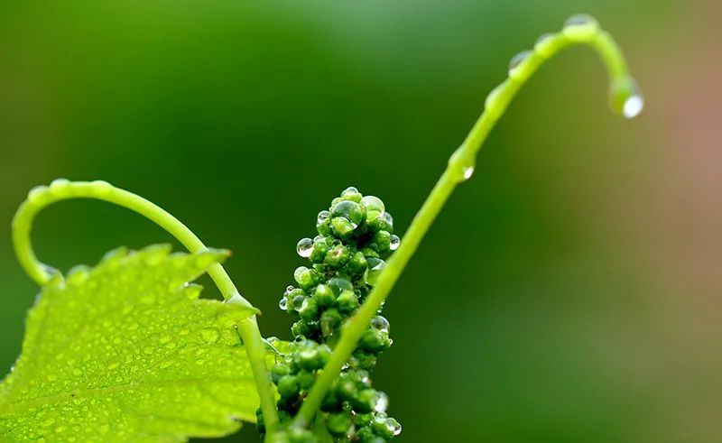 兔年每月有几个节气,兔年1月份日历