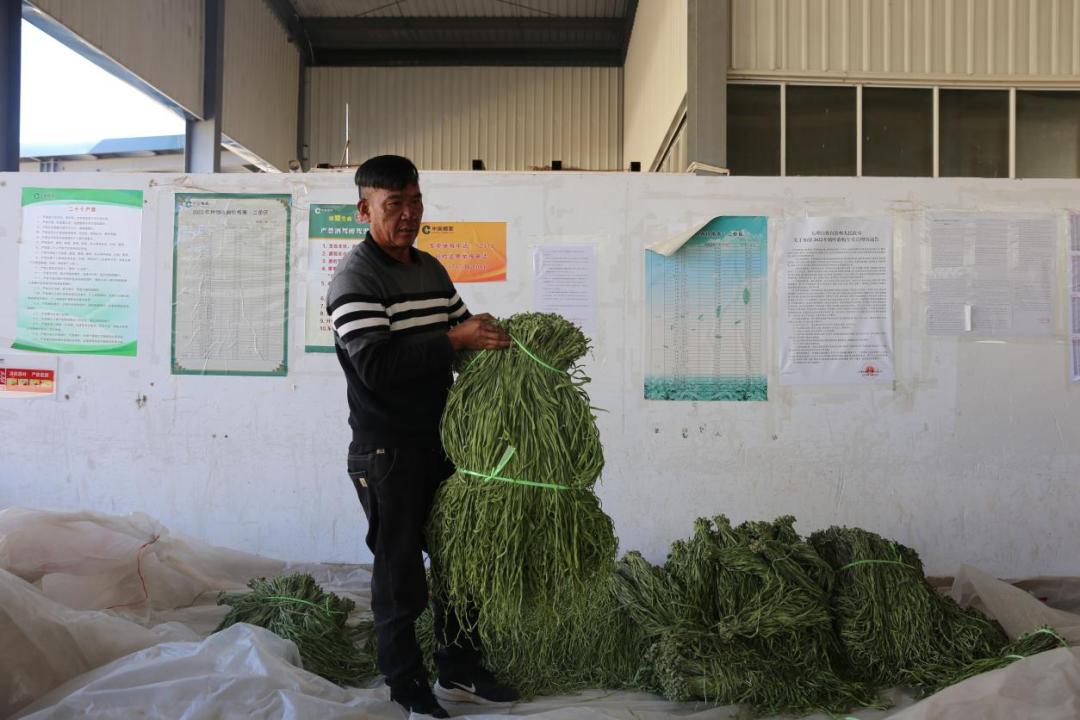 冬季也能鼓起钱袋，“奥秘”就在它！