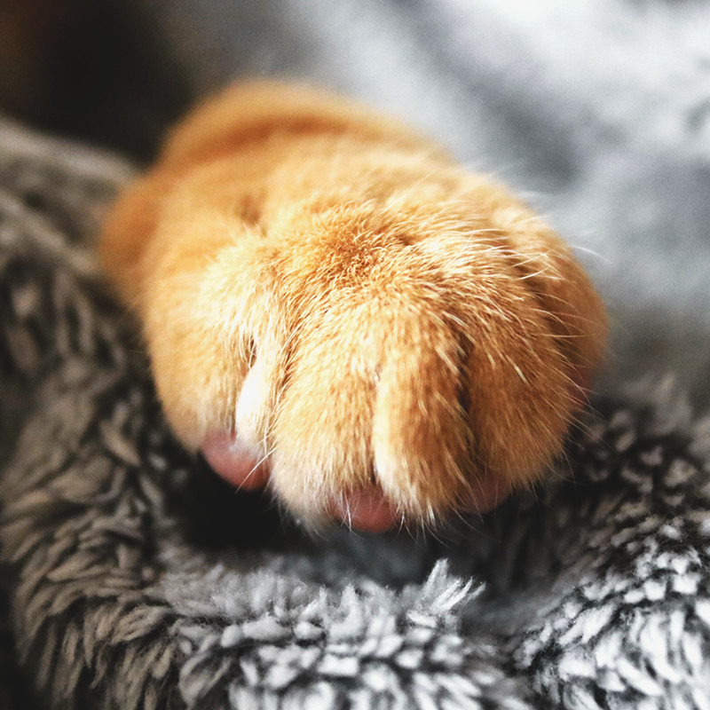 跟着它打卡杭城秘境，探寻人文历史，晒新书送西湖游船票｜橙柿福利